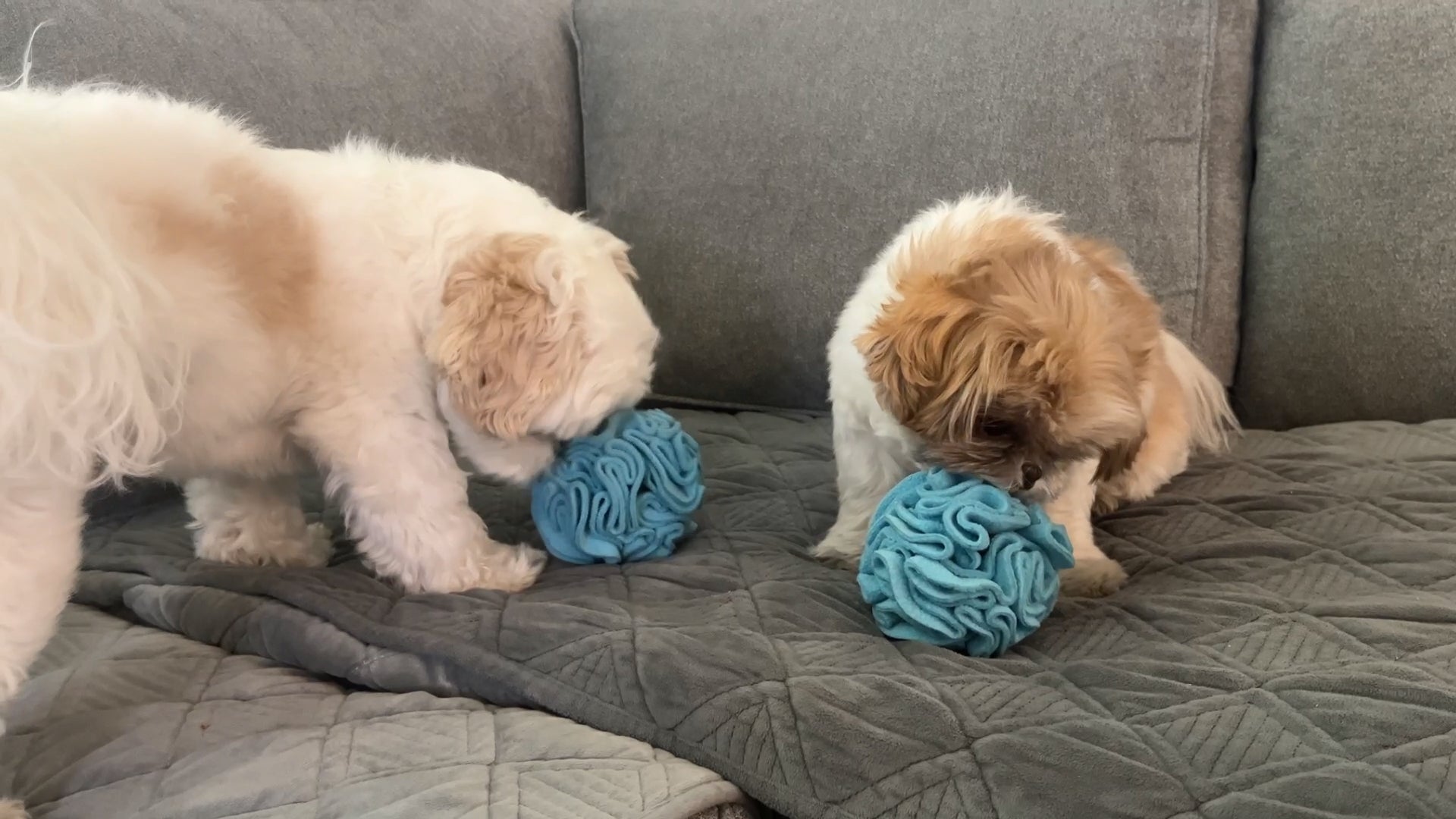 Snuffle Interactive Foraging Dog Puzzle Ball Toy for Puppy and Adult