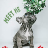 Under the Mistletoe